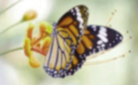 美丽的蝴蝶中班教案