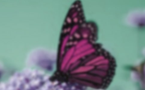 中班教案《毛毛虫和蝴蝶》