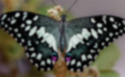 �������̰�