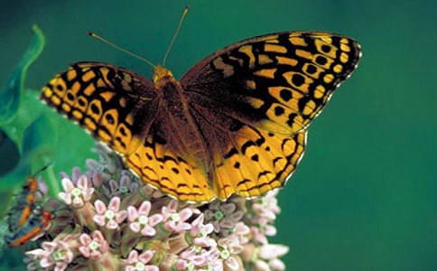 ��Զ�ĺ��������