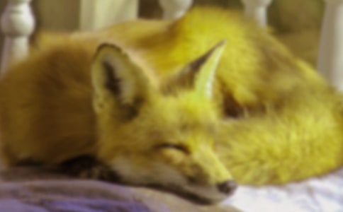 ������һֻ���깷�������