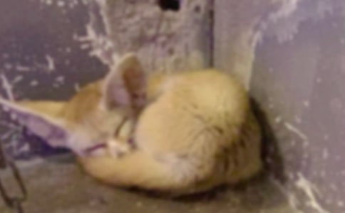 大班语言故事《聪明的小狐狸》教案