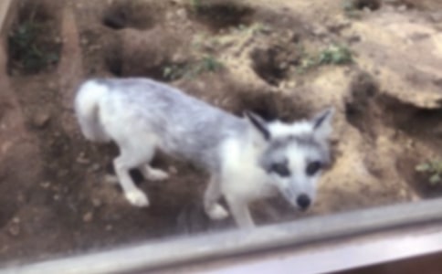 《狐狸和乌鸦》教案(15篇)