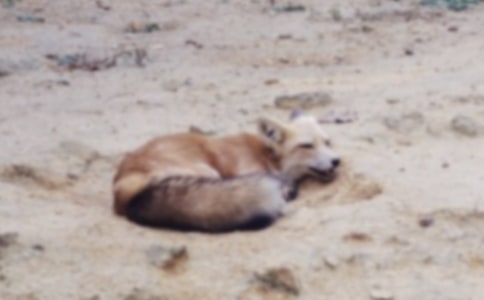 《狐狸和乌鸦》教学设计15篇