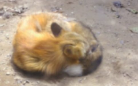 《狐狸和乌鸦》教案15篇