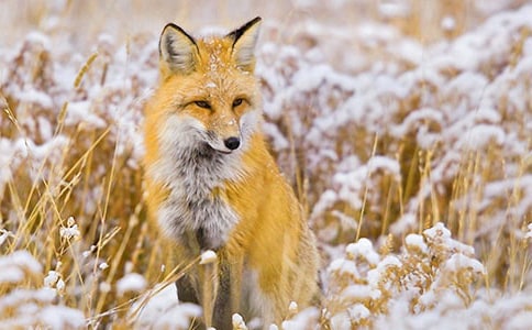 С���긥���ض����