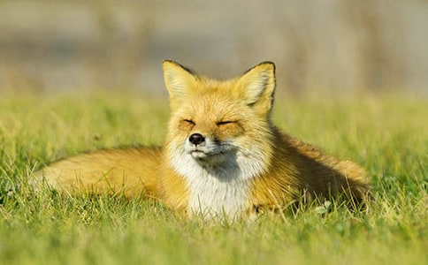 《了不起的狐狸爸爸》读后感(15篇)