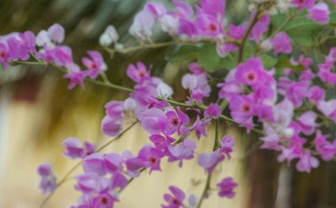 �����䡷�̰�