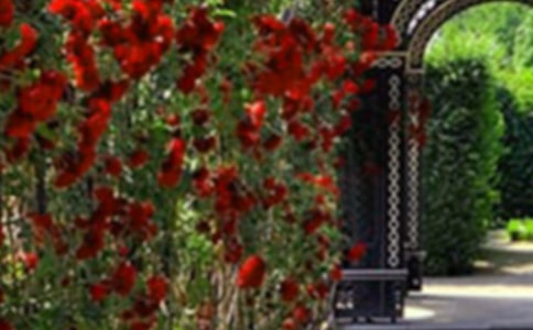 ���˵Ļ�԰�̰�