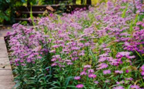 ����԰�������