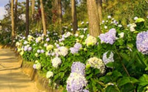 《巨人的花园》教学设计