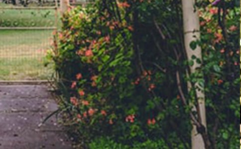 �����˵Ļ�԰����ѧ��ơ�����15ƪ��