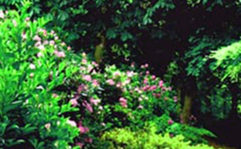 巨人的花园教学设计