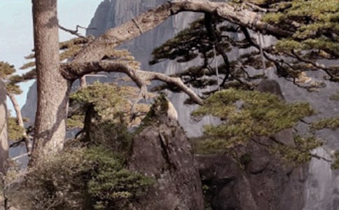 《黄山奇松》第二课时教学设计