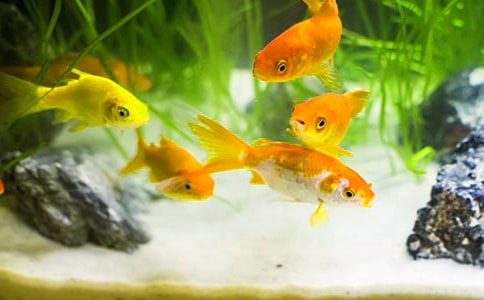 人教版五年级下册《渔夫和金鱼的故事》教学设计