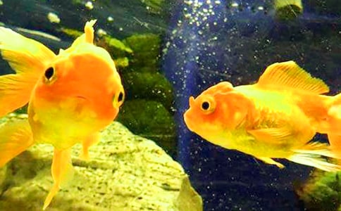 《悬崖上的金鱼姬》观后感