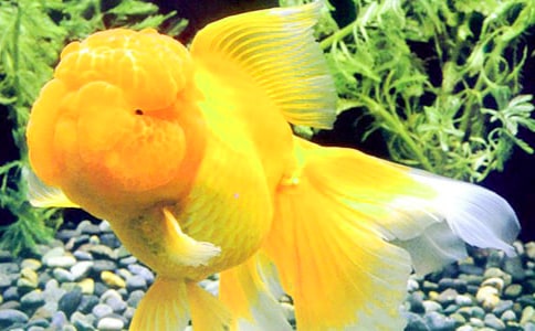 ��С������β�͡�С���������ʽ̰�