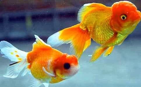 �а���������̰�