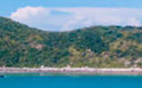 ������ľ�ɫ���̰�