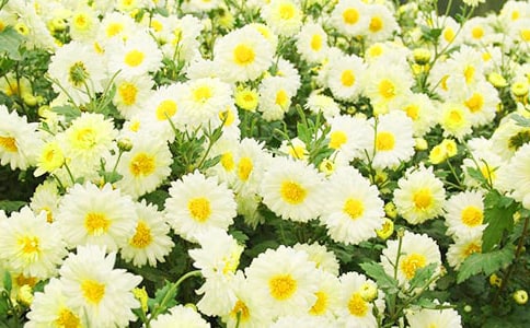 ���ջ���ѧ��˼