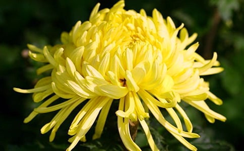 读《野菊花》有感