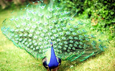 《孔雀东南飞》读后感14篇