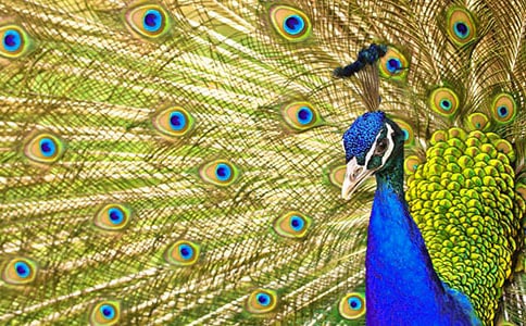 《孔雀东南飞》教学设计