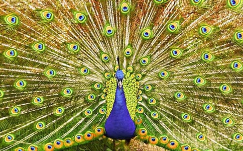 《孔雀东南飞》优秀教案