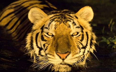 ��С�ϻ����ռǡ����������