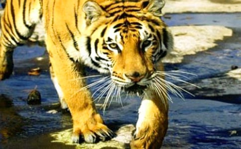 大班语言老虎来了教案