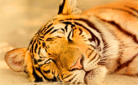 ��û�����ݵĴ��ϻ������̰�