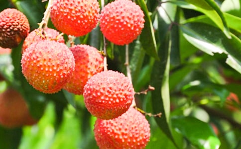 《长安的荔枝》读后感