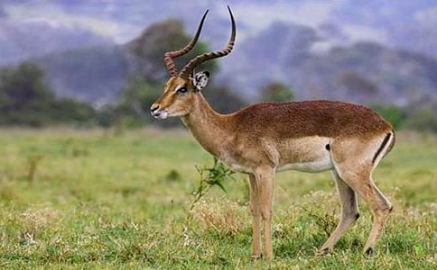 ������ľ�񡷶����