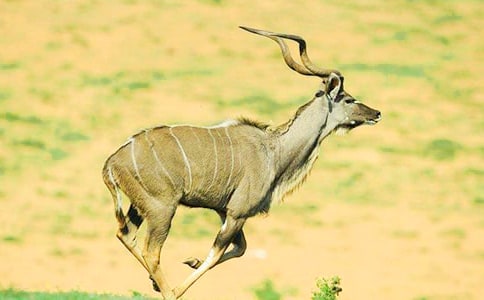 ������Ĺ�ݶ����