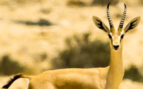 ����ľ������