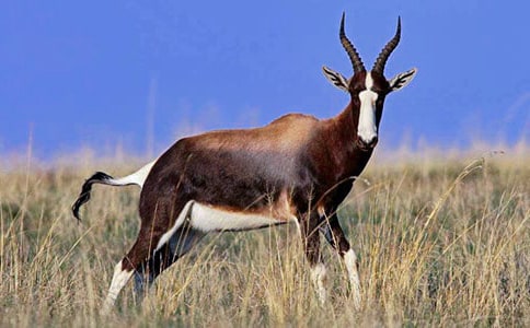 羚羊木雕读后感