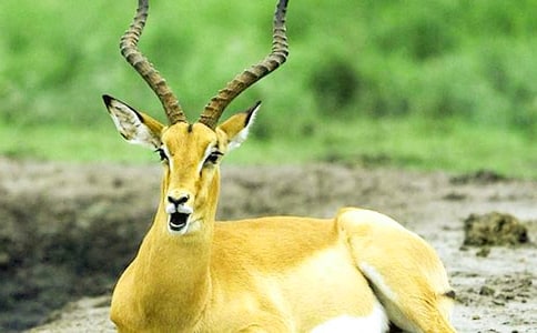 《羚羊木雕》教学设计