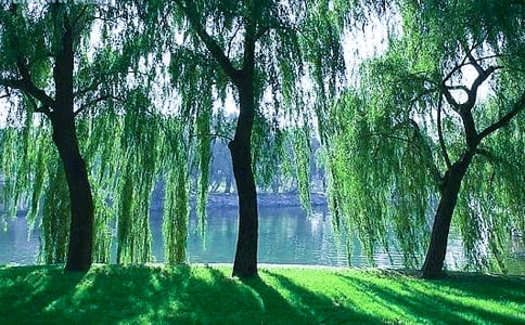 《柳树醒了》教学设计15篇