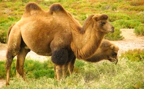 骆驼队的读后感模板