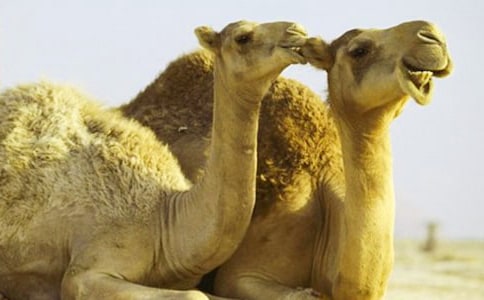 找骆驼教学设计优秀