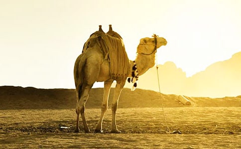 �������ա��̰�