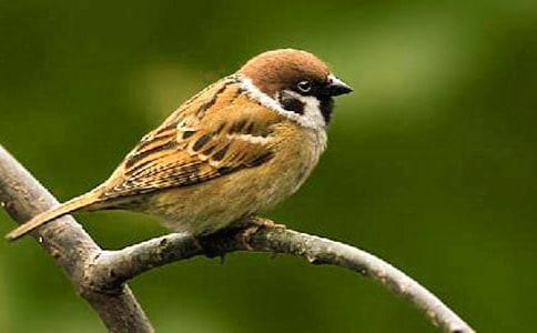 ��ȸ���Ľ�ѧ���