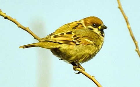 ��С��ȸ���̰����ļ�����ƪ