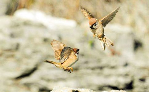 ��ȸ�����