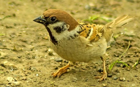 《麻雀》读后感15篇