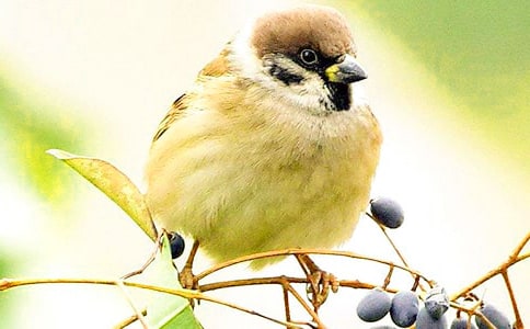 小麻雀教案范文五篇