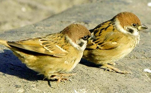 ����ȸ�������