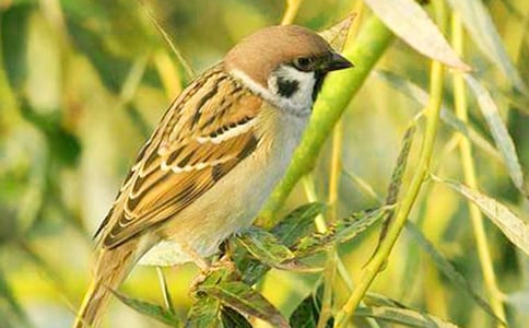 ����ȸ����ѧ��˼