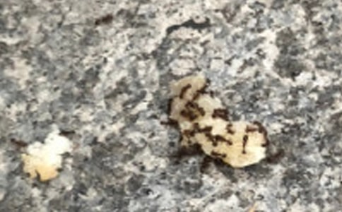 蚂蚁和蝈蝈读后感