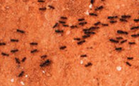 《蚂蚁和蝈蝈》教学设计